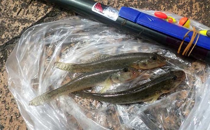 「初めてでも安心！」子供と楽しむハゼ釣り完全ガイド【道具・場所・時期を徹底解説】