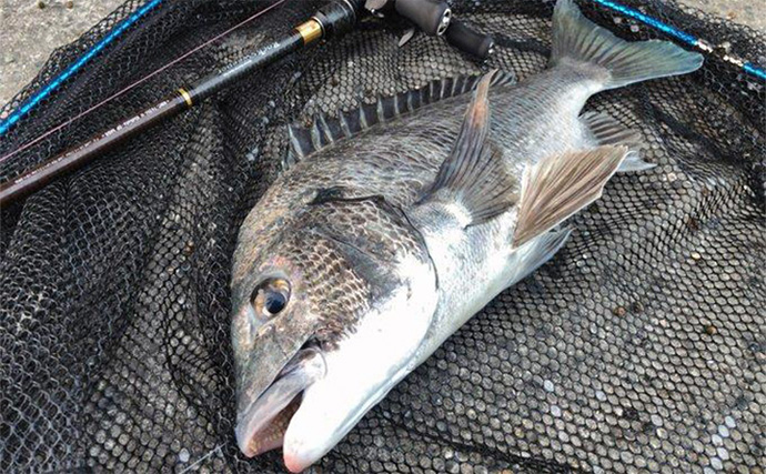 【2025年版】エギングロッドおすすめ20選！　初心者にもわかる失敗しない選び方を解説