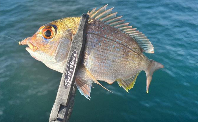 『小島養魚場』ナイトアジングでフグに苦戦もアジ28匹手中【大阪】マダイもヒット