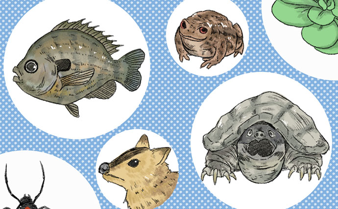 「1匹で繁殖できちゃうザリガニ？」特定外来生物『ミステリークレイフィッシュ』の恐るべき繁殖能力