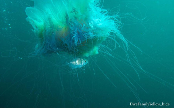 大きなクラゲの中に暮らす小さな魚たち　クラゲと一緒に過ごす理由は3つ？