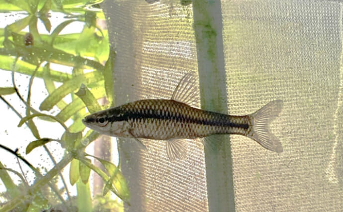 日本のどこにでもいる魚『モツゴ』のお父さんは頼り甲斐があって格好いい？