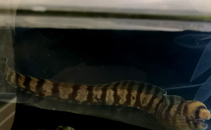 海のギャング＜ウツボ＞を自宅で飼育してみた　水槽のセットアップ＆エサやりのコツとは？