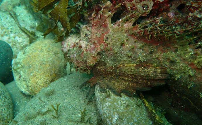 浅瀬にも現れる猛毒魚＜オニオコゼ＞にご用心　食べると美味しいけど捌きづらい？