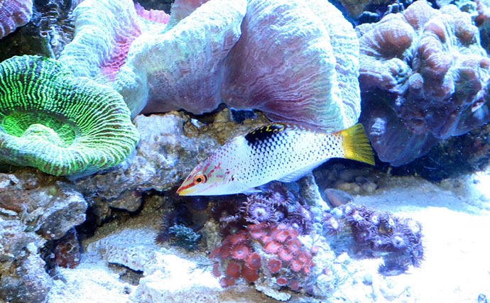 様々なベラを飼育してみた　成長につれて彩り鮮やかな体色が刻々と変化！