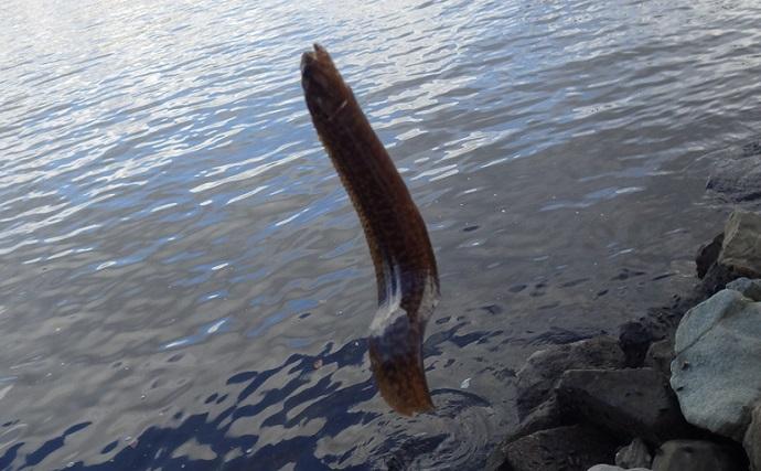 東京湾奥の【日影がある！】ハゼ釣りポイント6選　熱中症を避けて釣りを楽しもう