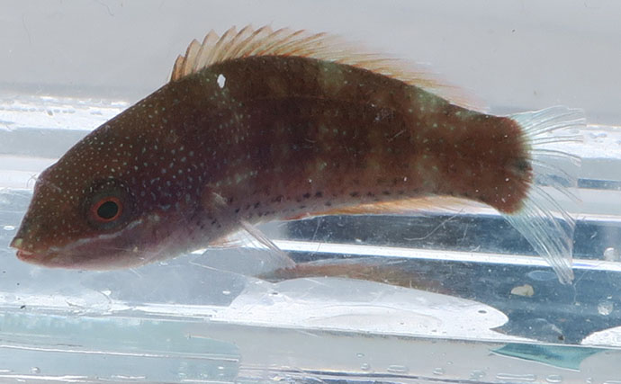 様々なベラを飼育してみた　成長につれて彩り鮮やかな体色が刻々と変化！