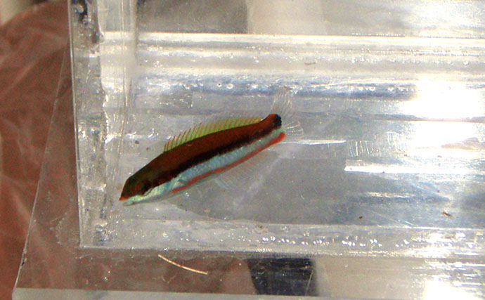 様々なベラを飼育してみた　成長につれて彩り鮮やかな体色が刻々と変化！