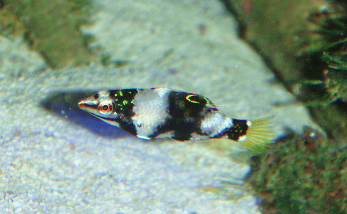 様々なベラを飼育してみた　成長につれて彩り鮮やかな体色が刻々と変化！