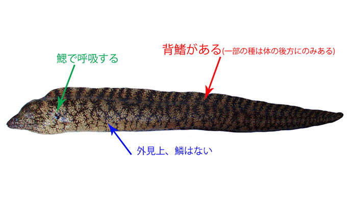 海のギャング【ウツボの仲間】は家で飼育できる？ 初心者にもオススメの3種を紹介