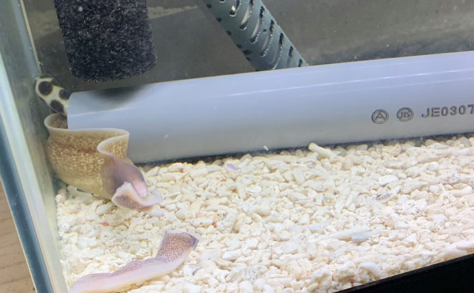 海のギャング＜ウツボ＞を自宅で飼育してみた　水槽のセットアップ＆エサやりのコツとは？