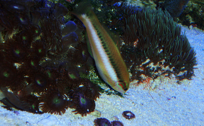 様々なベラを飼育してみた　成長につれて彩り鮮やかな体色が刻々と変化！