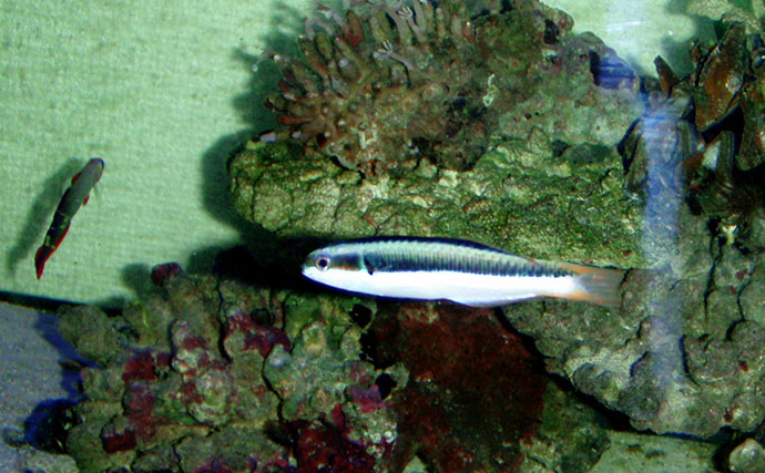 様々なベラを飼育してみた　成長につれて彩り鮮やかな体色が刻々と変化！