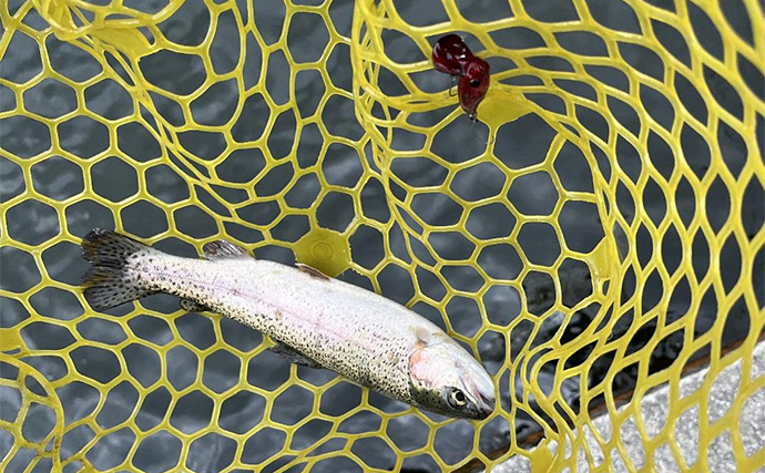 千早川マス釣り場のエリアトラウトでニジマス26匹手中【大阪】表層攻略＆平日放流で連発