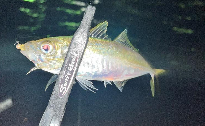 『小島養魚場』ナイトアジングでフグに苦戦もアジ28匹手中【大阪】マダイもヒット