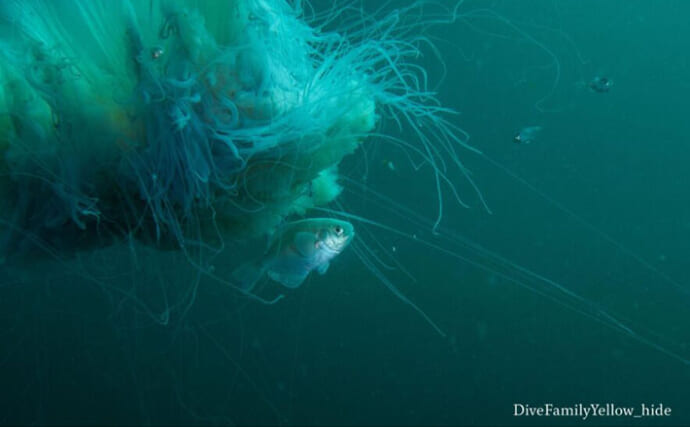 大きなクラゲの中に暮らす小さな魚たち　クラゲと一緒に過ごす理由は3つ？