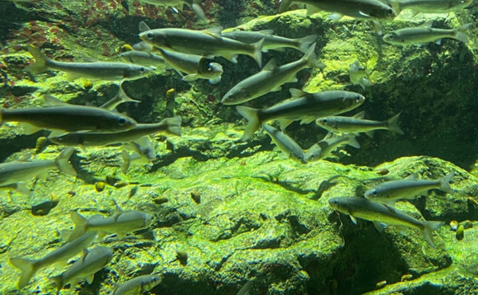 「アユ（鮎）」はなぜスイカの匂いがするの？　エサの藻類に含まれる成分が原因