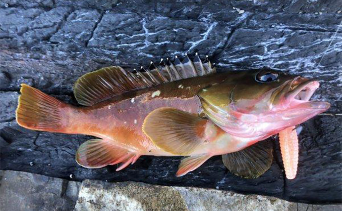 陸っぱりロックゲームでアカハタが連発！【高知】クリスタルラメカラーに好反応