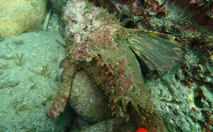 浅瀬にも現れる猛毒魚＜オニオコゼ＞にご用心　食べると美味しいけど捌きづらい？