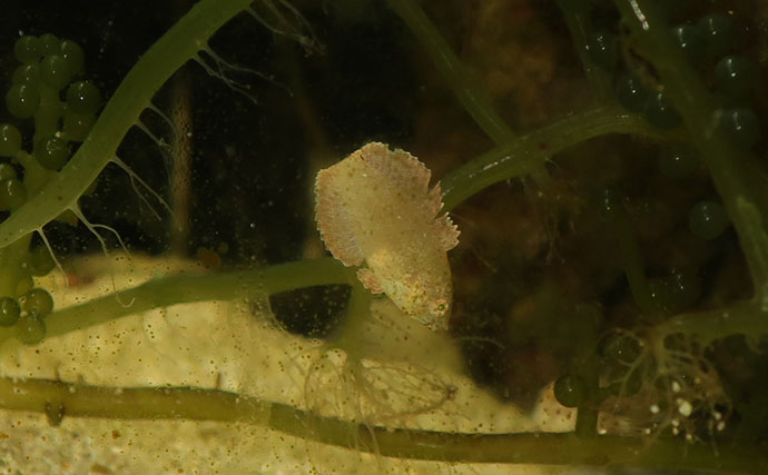 様々なベラを飼育してみた　成長につれて彩り鮮やかな体色が刻々と変化！
