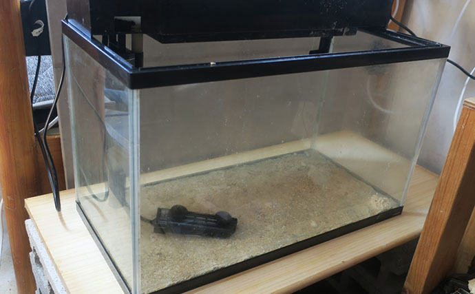 海のギャング＜ウツボ＞を自宅で飼育してみた　水槽のセットアップ＆エサやりのコツとは？