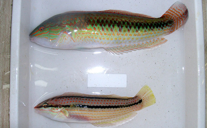 様々なベラを飼育してみた　成長につれて彩り鮮やかな体色が刻々と変化！