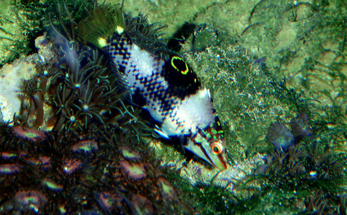 様々なベラを飼育してみた　成長につれて彩り鮮やかな体色が刻々と変化！