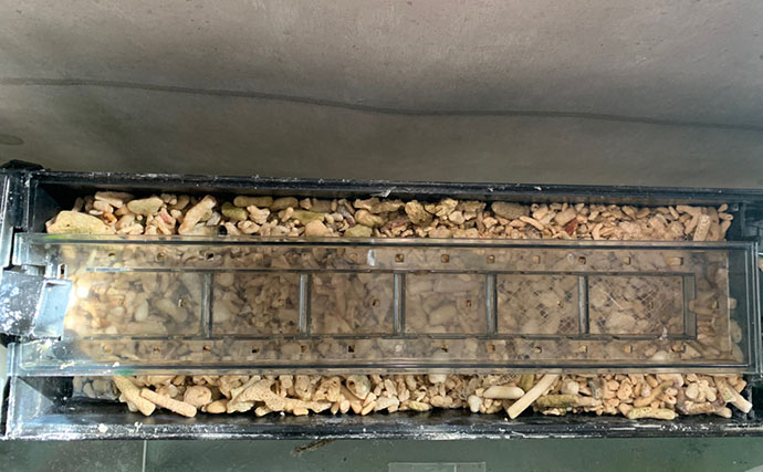 海のギャング＜ウツボ＞を自宅で飼育してみた　水槽のセットアップ＆エサやりのコツとは？