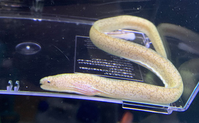 海のギャング【ウツボの仲間】は家で飼育できる？ 初心者にもオススメの3種を紹介