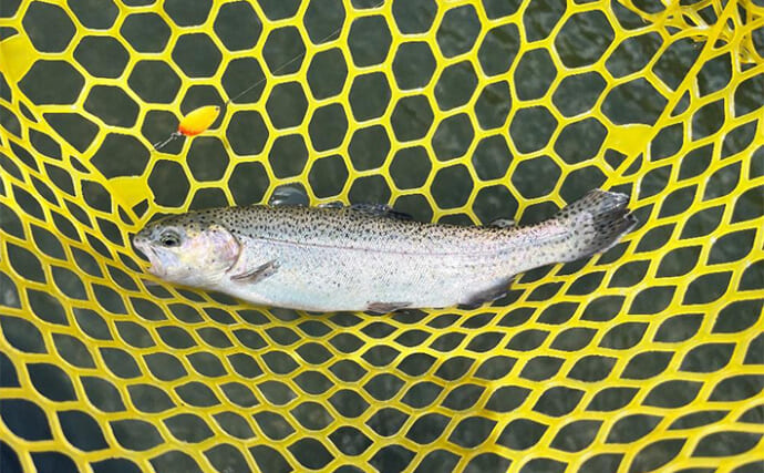 千早川マス釣り場のエリアトラウトでニジマス26匹手中【大阪】表層攻略＆平日放流で連発