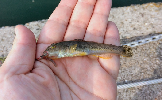 上総湊港のハゼ釣りで本命7匹【千葉】ジャリメエサのミャク釣りでキャッチ