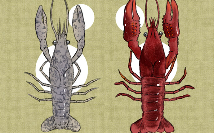 「1匹で繁殖できちゃうザリガニ？」特定外来生物『ミステリークレイフィッシュ』の恐るべき繁殖能力