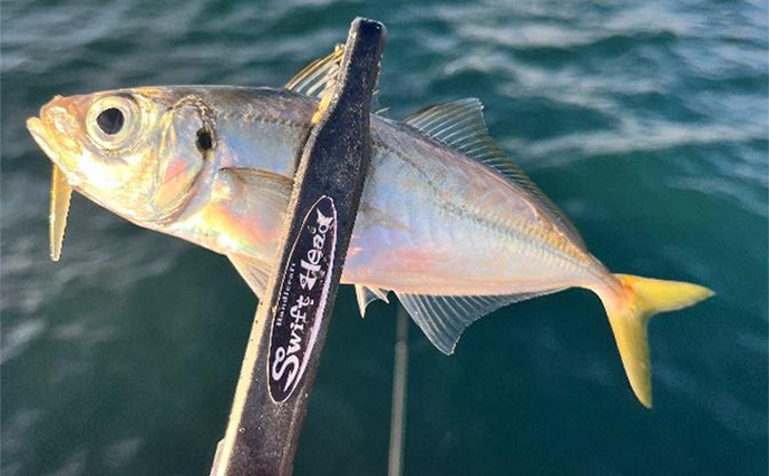 『小島養魚場』ナイトアジングでフグに苦戦もアジ28匹手中【大阪】マダイもヒット