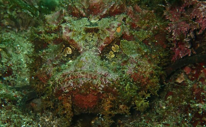 浅瀬にも現れる猛毒魚＜オニオコゼ＞にご用心　食べると美味しいけど捌きづらい？