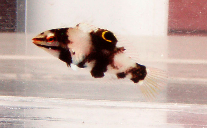 様々なベラを飼育してみた　成長につれて彩り鮮やかな体色が刻々と変化！