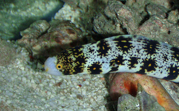 海のギャング【ウツボの仲間】は家で飼育できる？ 初心者にもオススメの3種を紹介