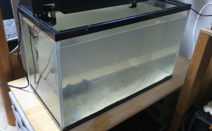 海のギャング＜ウツボ＞を自宅で飼育してみた　水槽のセットアップ＆エサやりのコツとは？