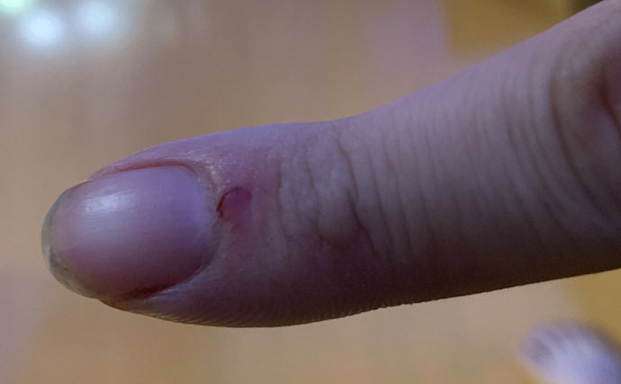 海のギャング＜ウツボ＞を自宅で飼育してみた　水槽のセットアップ＆エサやりのコツとは？