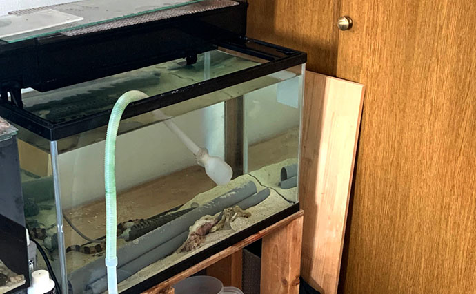 海のギャング＜ウツボ＞を自宅で飼育してみた　水槽のセットアップ＆エサやりのコツとは？