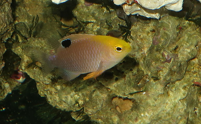 海のギャング＜ウツボ＞を自宅で飼育してみた　水槽のセットアップ＆エサやりのコツとは？