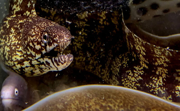 海のギャング【ウツボの仲間】は家で飼育できる？ 初心者にもオススメの3種を紹介