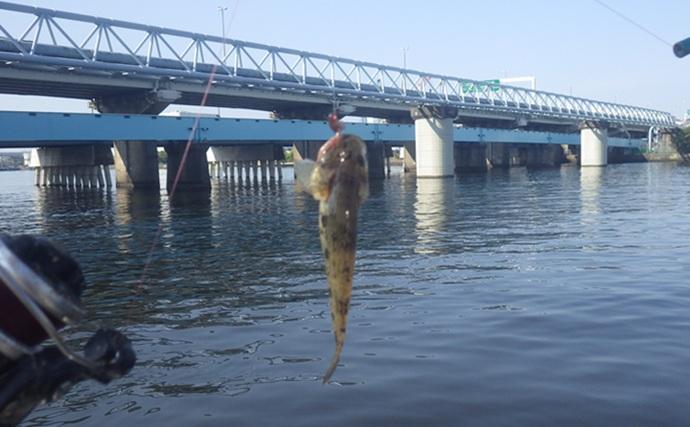 鶴見川でのハゼ釣りで18cm級頭に良型ウロハゼ29匹【横浜】マハゼは混じらず
