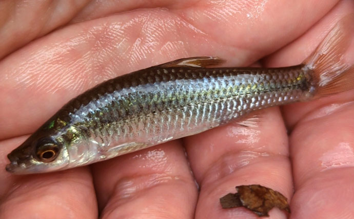 日本のどこにでもいる魚『モツゴ』のお父さんは頼り甲斐があって格好いい？