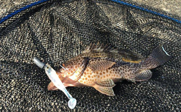 陸っぱりロックゲームでアカハタが連発！【高知】クリスタルラメカラーに好反応