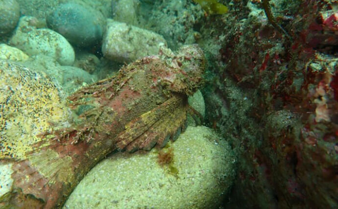 浅瀬にも現れる猛毒魚＜オニオコゼ＞にご用心　食べると美味しいけど捌きづらい？