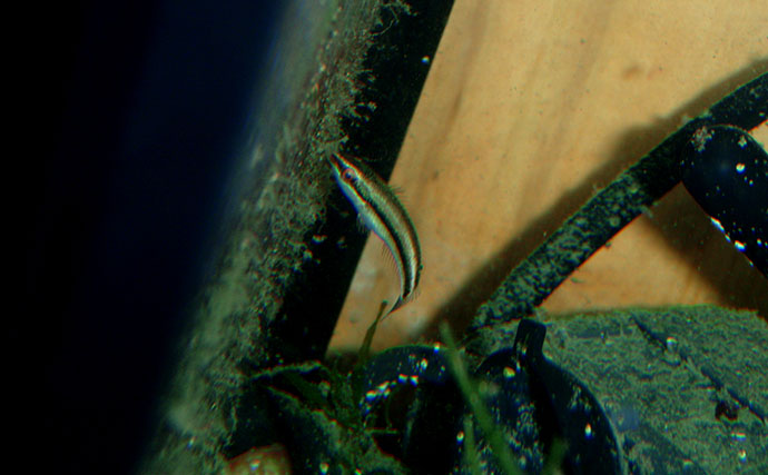 様々なベラを飼育してみた　成長につれて彩り鮮やかな体色が刻々と変化！