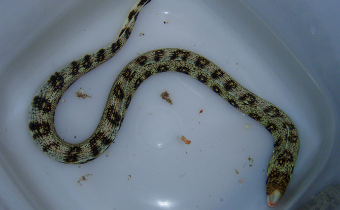 海のギャング＜ウツボ＞を自宅で飼育してみた　水槽のセットアップ＆エサやりのコツとは？