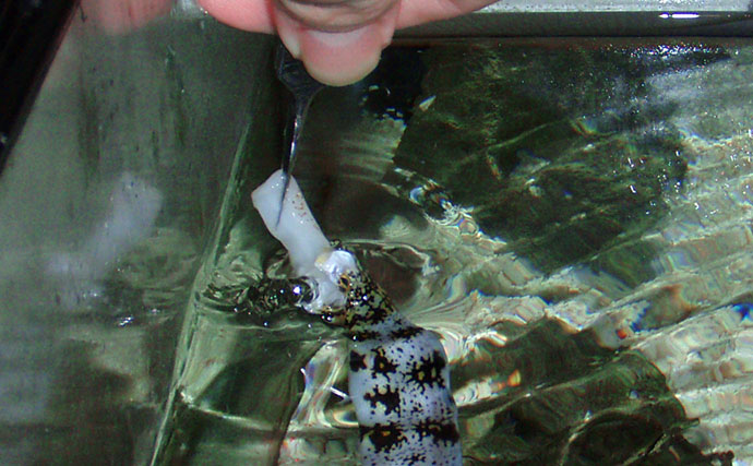 海のギャング＜ウツボ＞を自宅で飼育してみた　水槽のセットアップ＆エサやりのコツとは？