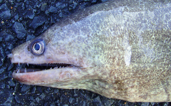 海のギャング【ウツボの仲間】は家で飼育できる？ 初心者にもオススメの3種を紹介