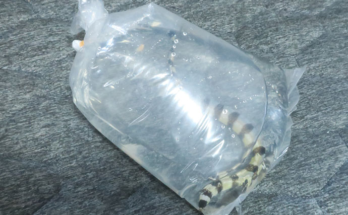 海のギャング＜ウツボ＞を自宅で飼育してみた　水槽のセットアップ＆エサやりのコツとは？